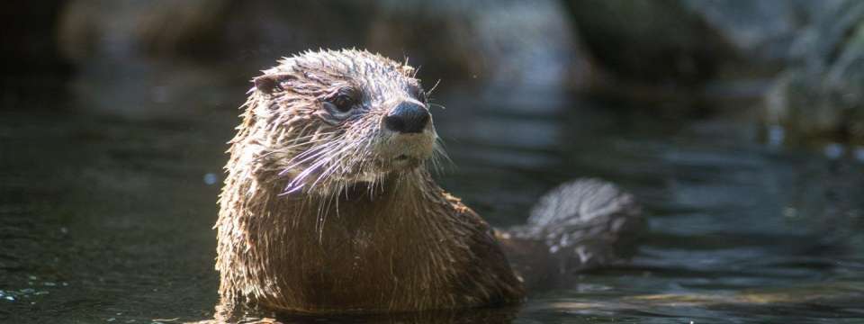 North American river otter head out of water