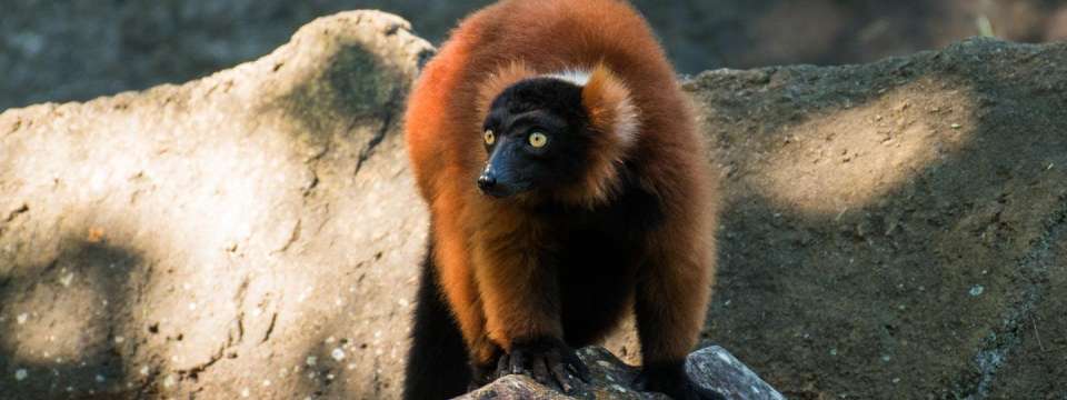 Red ruffed lemur on rock