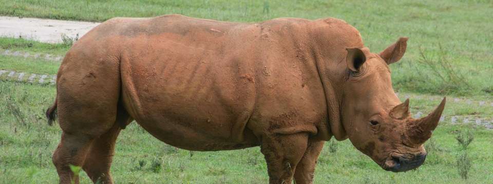 Rhino covered in North Carolina red clay mud