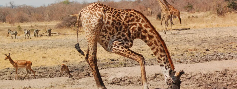 Giraffe drinking water in Africa