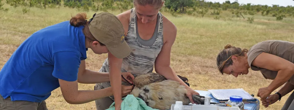 Tagging a vulture in Africa