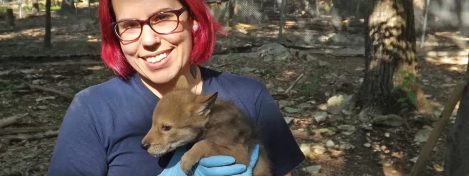 Red wolf pup and Jessi