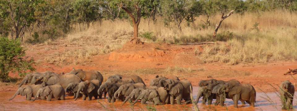 Elephants in Nigeria