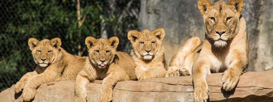 three lion cubs and their mother