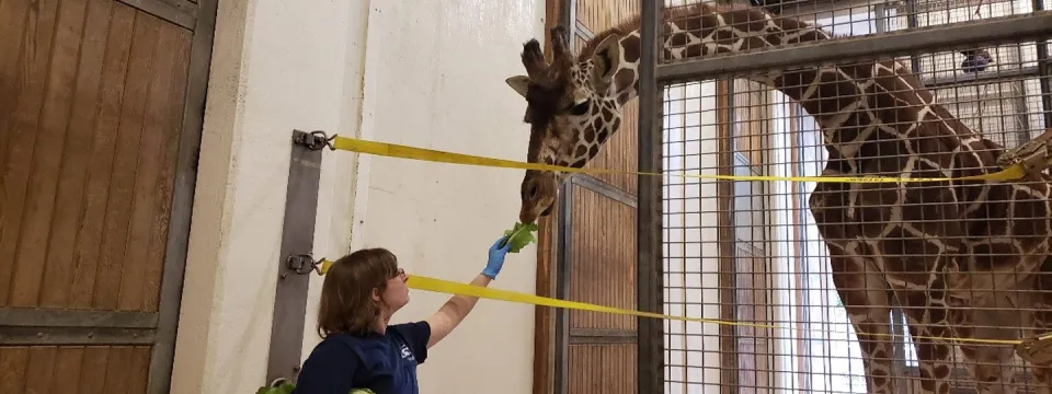 Keeper Kelly Davis rewarding giraffe Turbo