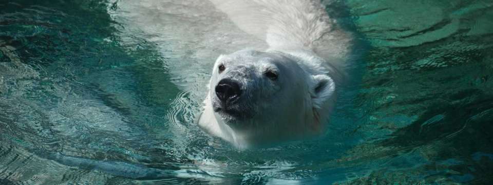 polar bear swimming at the surface