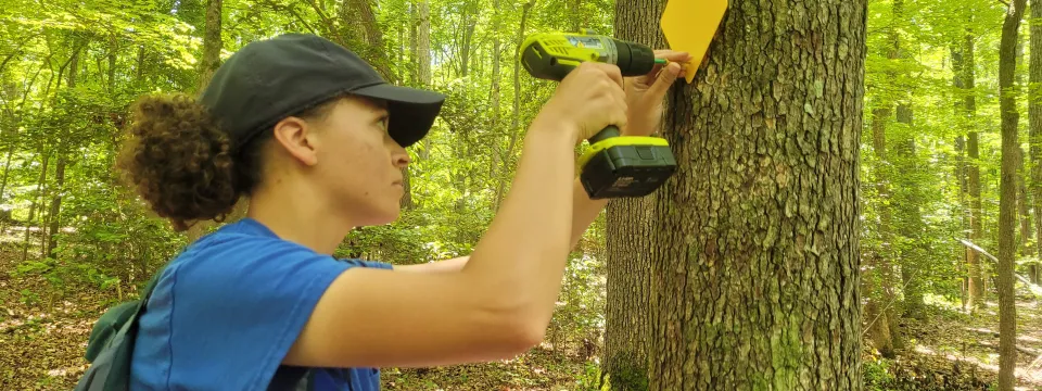 Person drilling a trail marker on a tree
