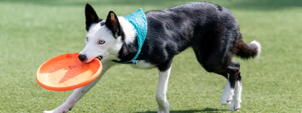 summer 2023 canine show frisbee