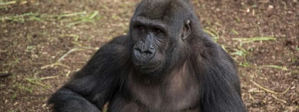 Gorilla Dembe