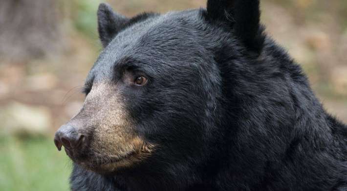 Black bear face profile