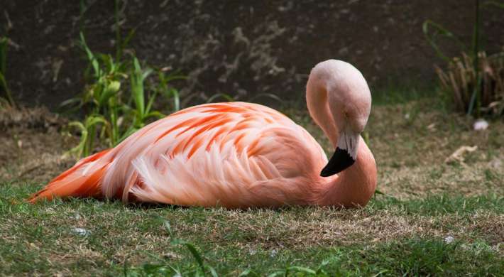 Chilean flamingo laying down