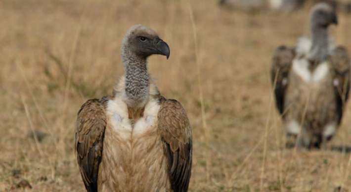 Whitebacked vulture