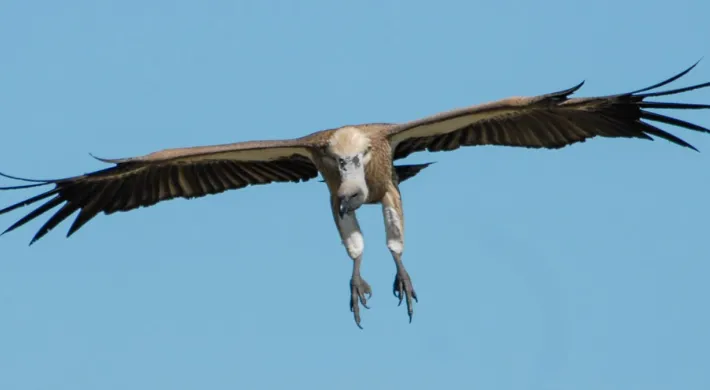 Whitebacked vulture conservation