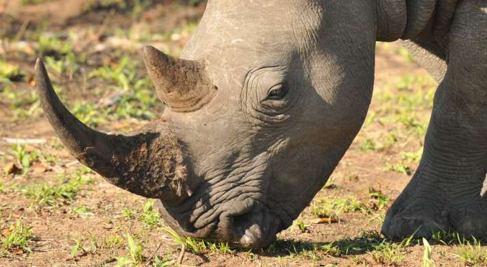Closeup of Rhino head