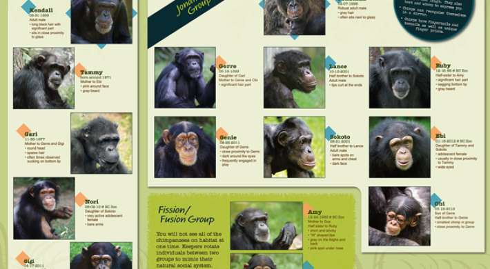 Chimp groups