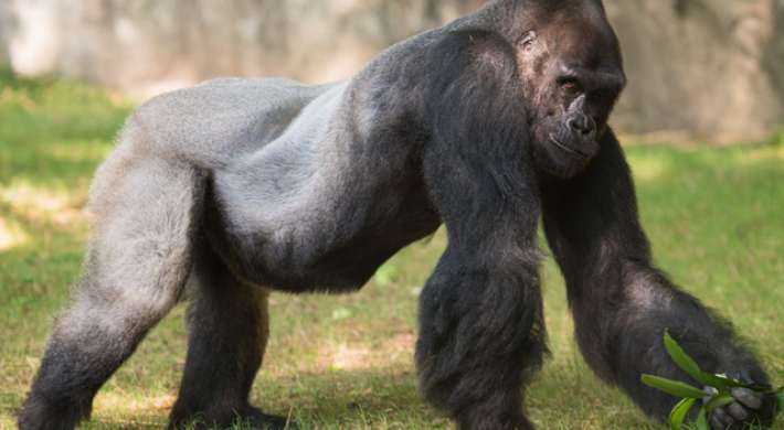 Male silverback gorilla Mosuba