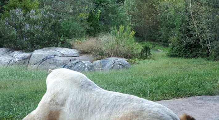 Polar Bear Payton laying down