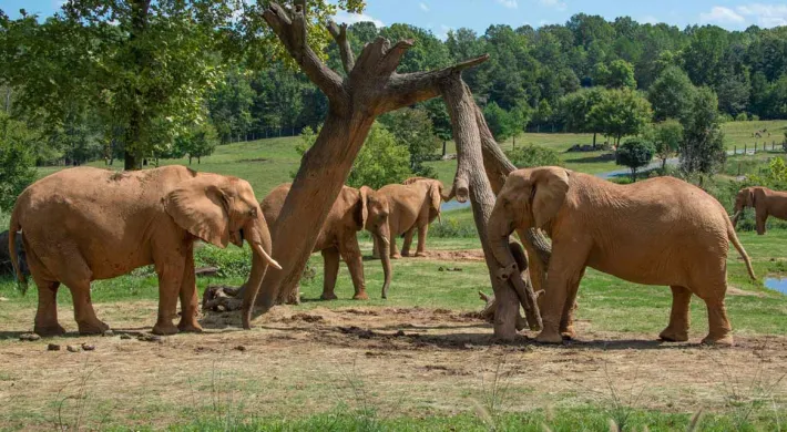 NC Zoo elephant herd