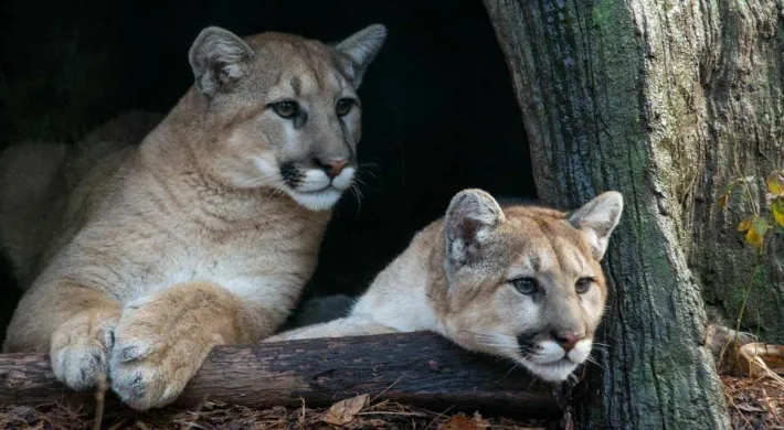 Two cougar