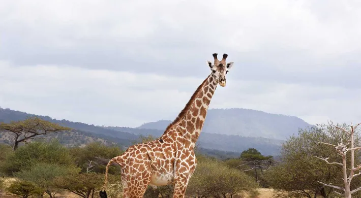 Giraffe in the wild with a cloudy blue sky
