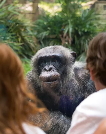 Guests at the chimp habitat
