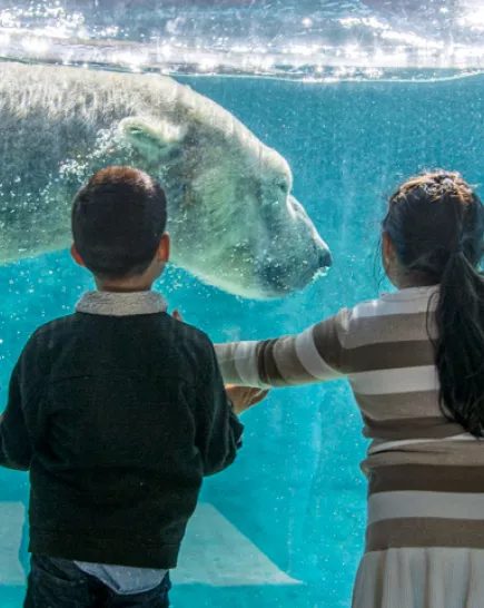 Guests at polar bear underwater viewing