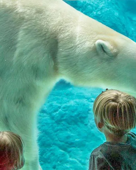 A mother and her children are looking at a Polar bear swim by at an underwater view.