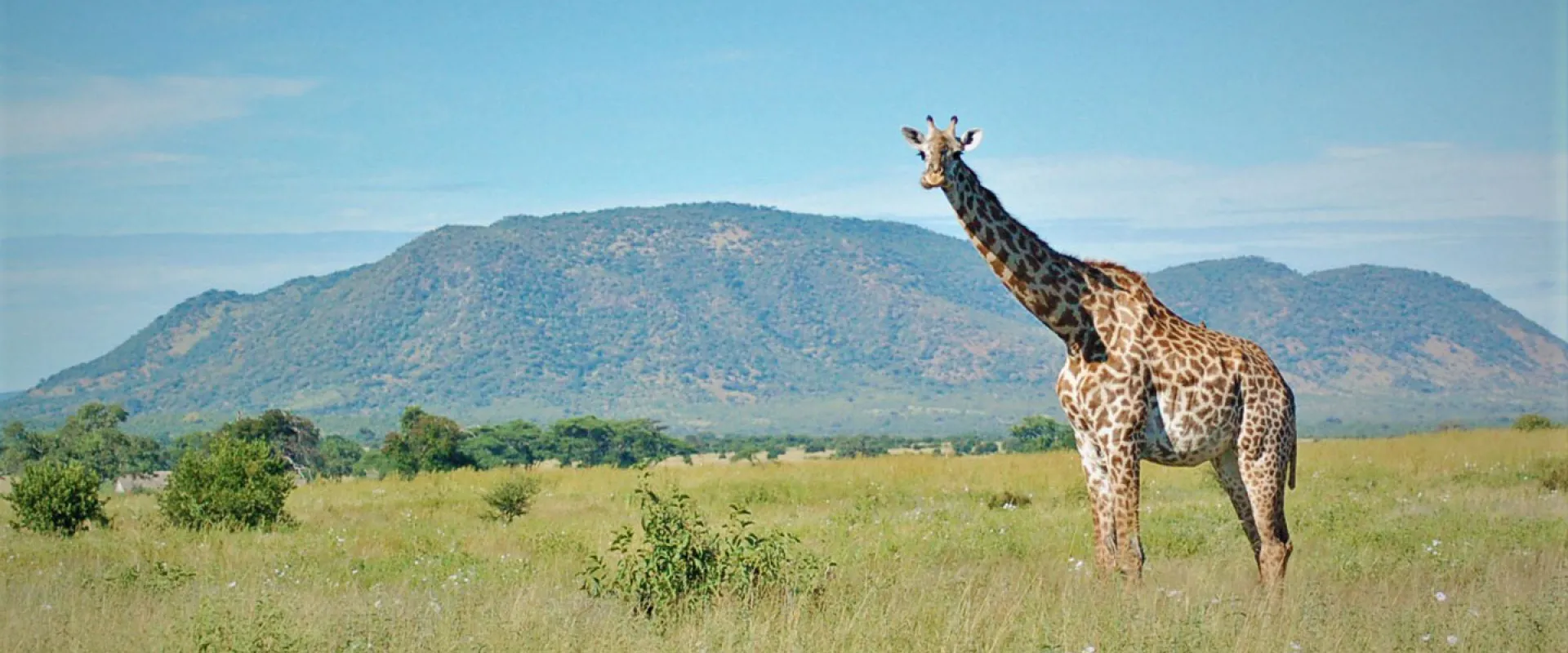Seeing Spots in Tanzania: A Story of Giraffe Conservation