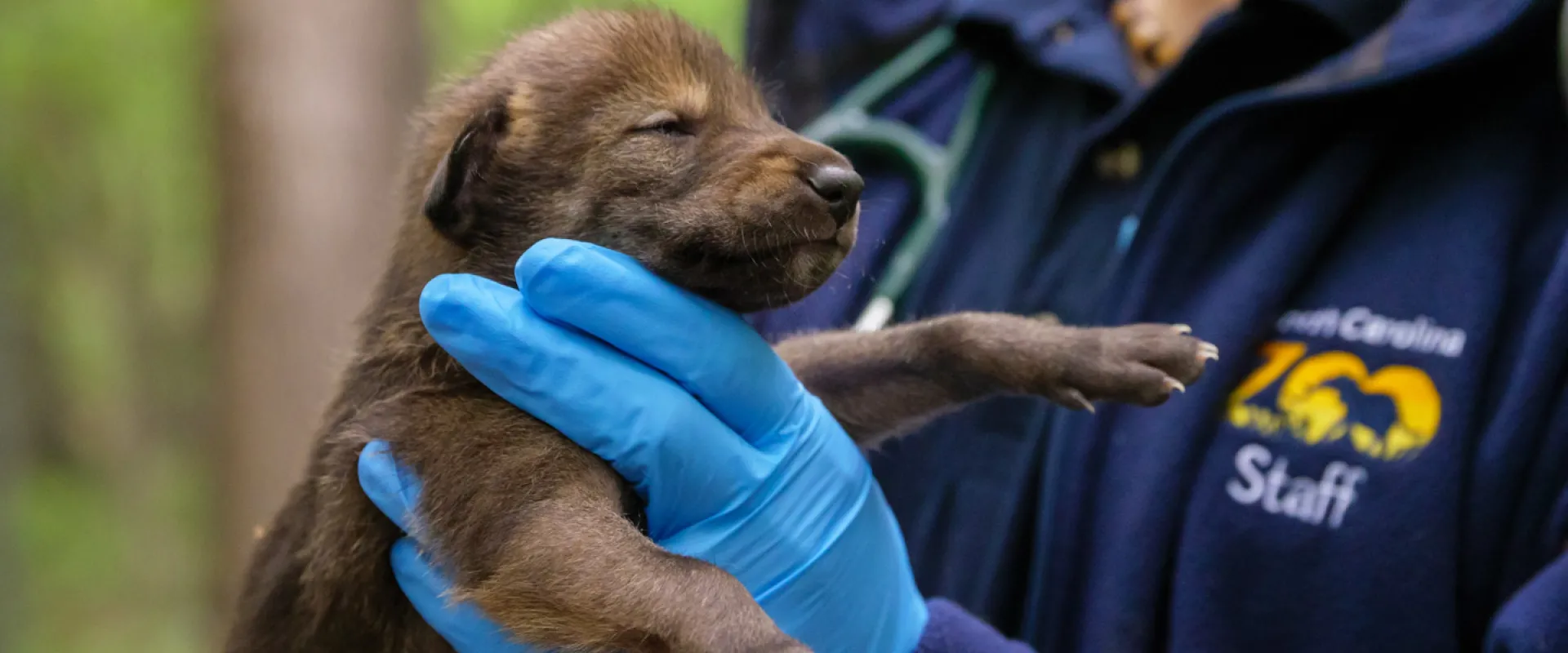 The North Carolina Zoo Announces Birth of Five Critically Endangered American Red Wolves
