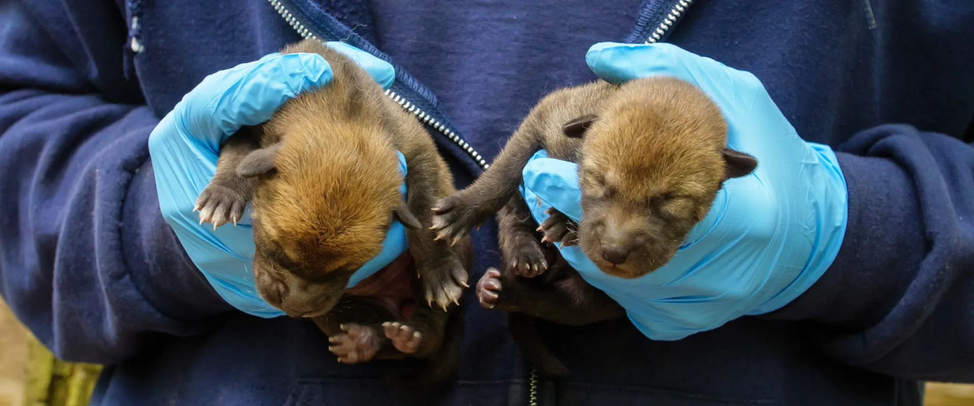 North Carolina Zoo Announces Second Litter of Red Wolves for 2020