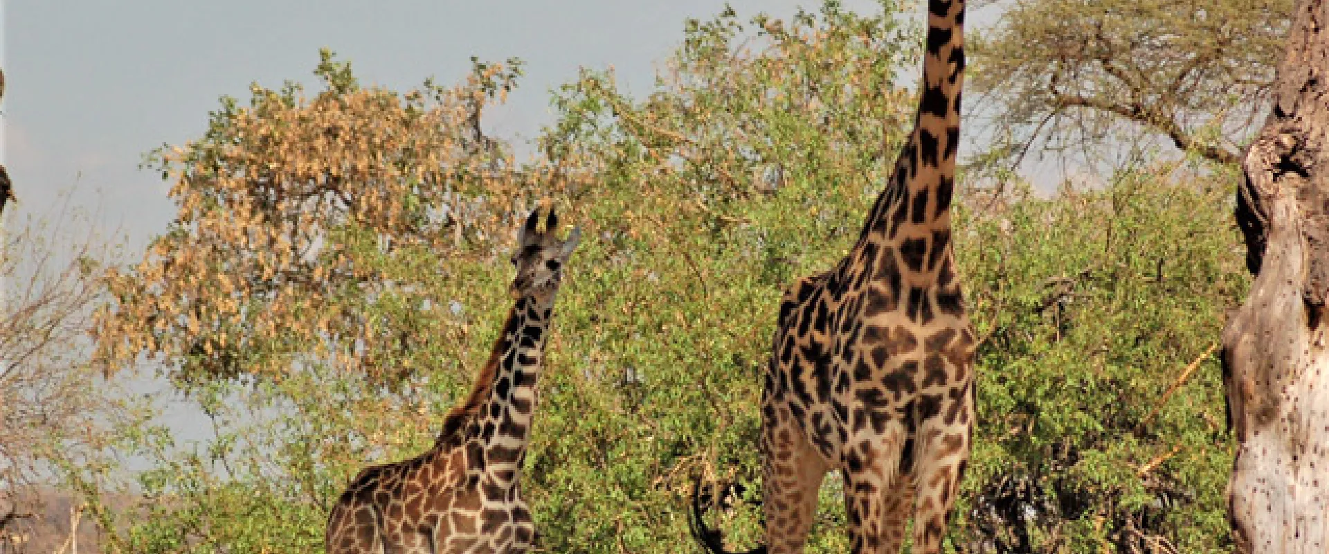 Seeing Spots in Tanzania: What’s the Point of Spots for Giraffe? 
