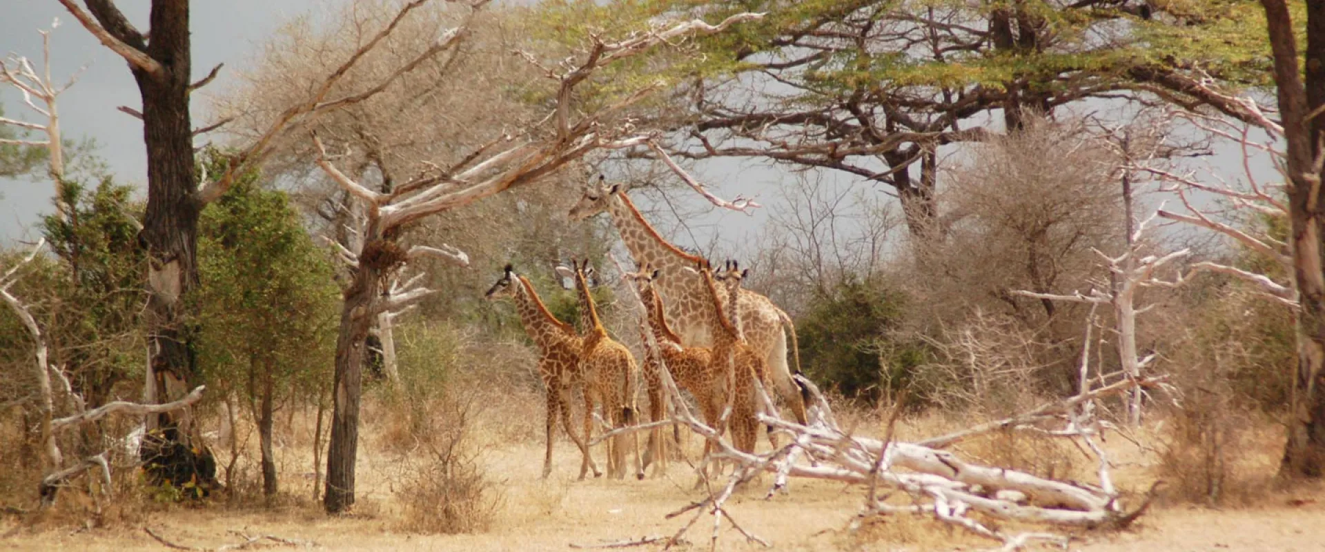 Giraffe Social Systems: Friends in High Places