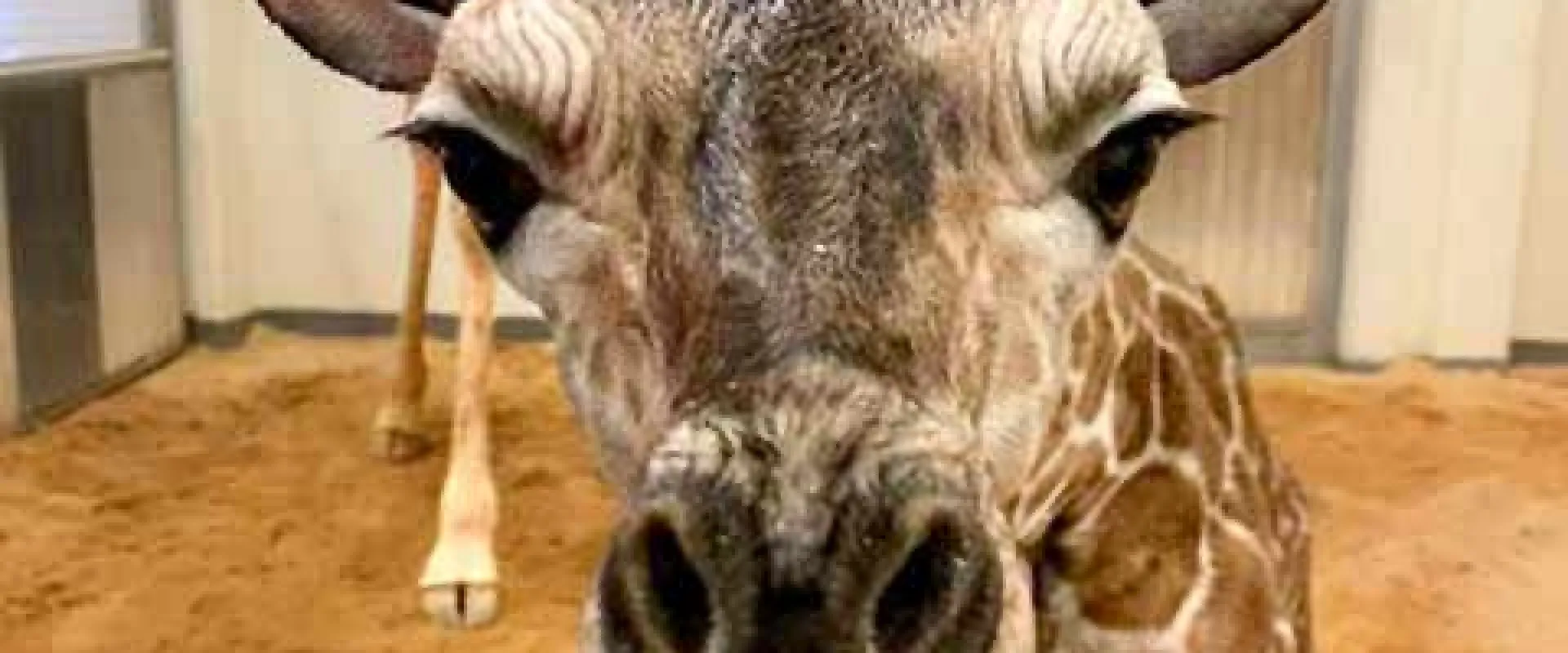 It’s a boy! North Carolina Zoo Welcomes a Giraffe Calf 