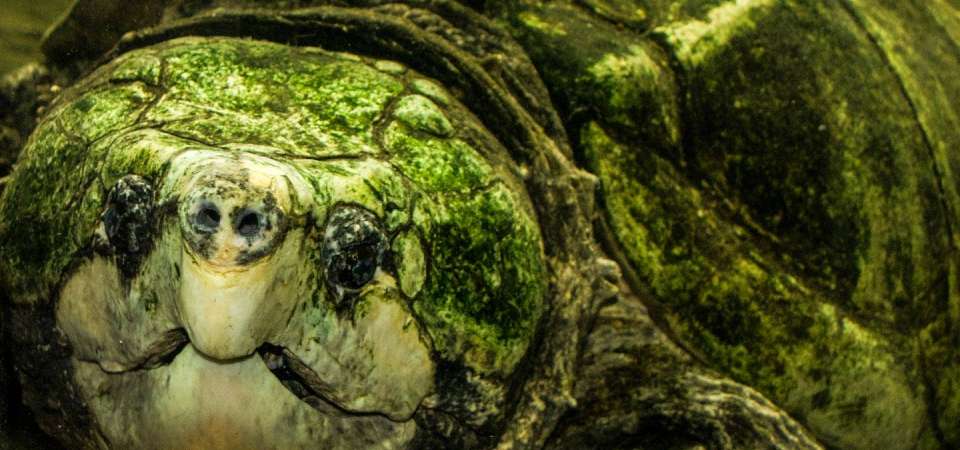 Alligator snapping turtle close up