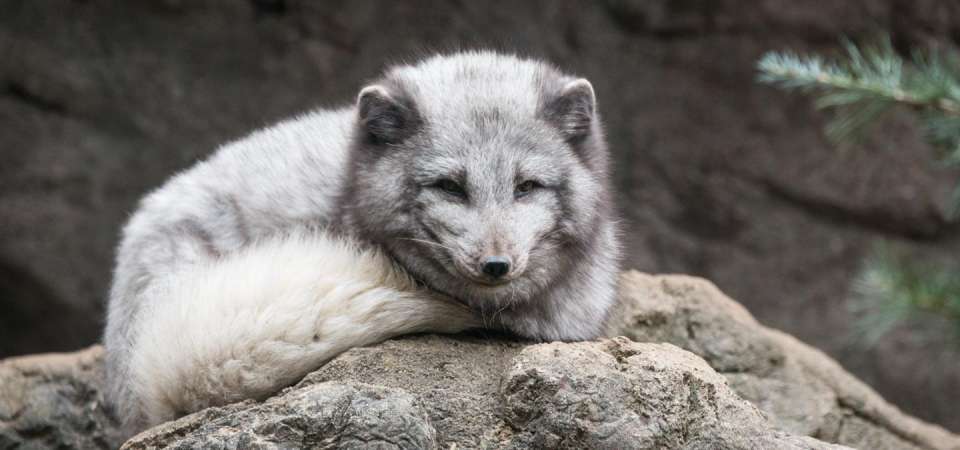 Arctic fox laying down