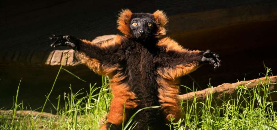 Red ruffed lemur with open arms