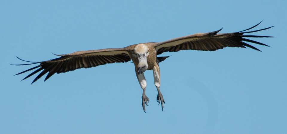 Whitebacked vulture conservation