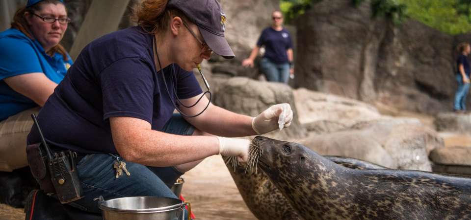 Animal care and wellness of the harbor seal