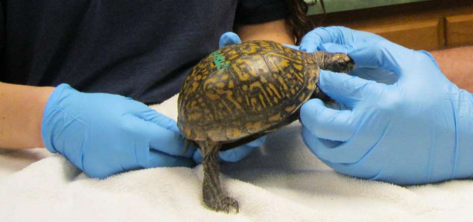 Release exam of turtle
