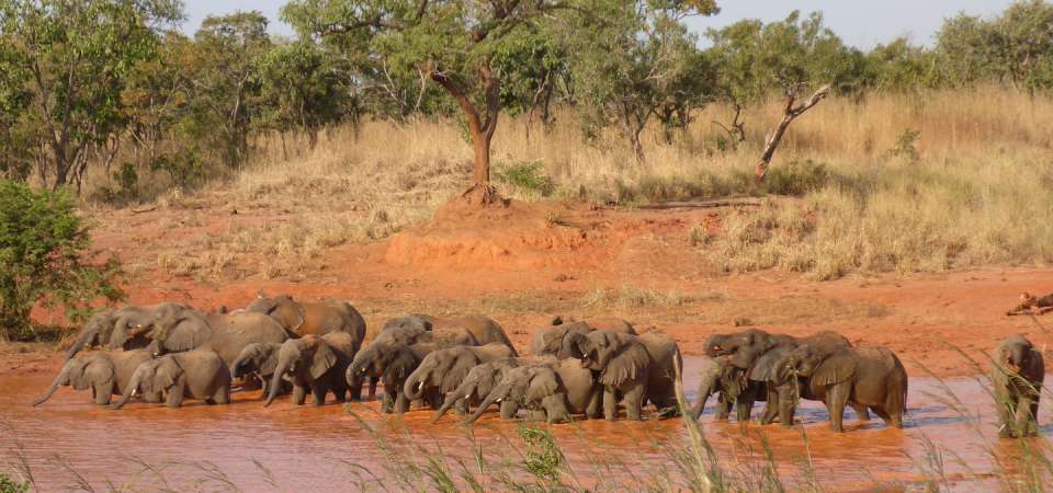 Elephants in Nigeria