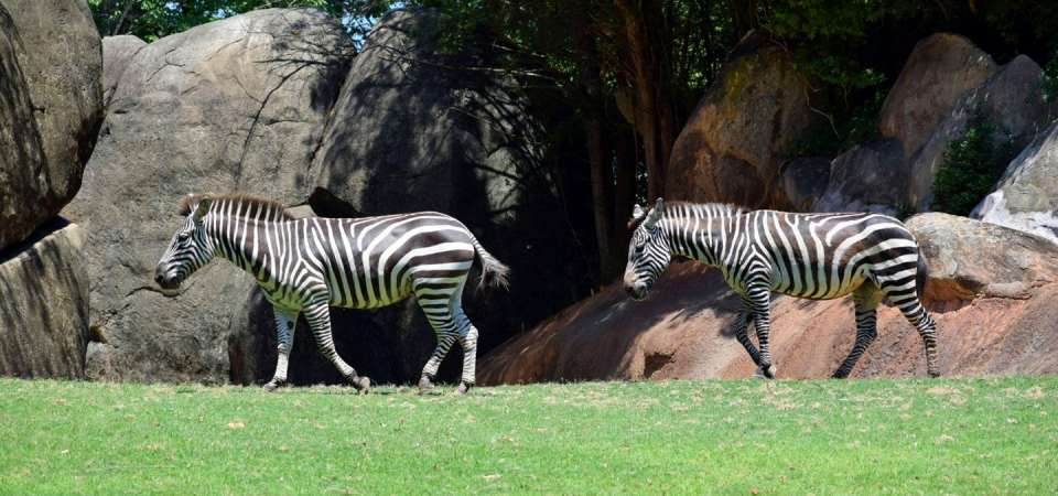 Zebra on habitat