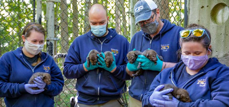 animal staff holding red wolf pups born in spring of 2021