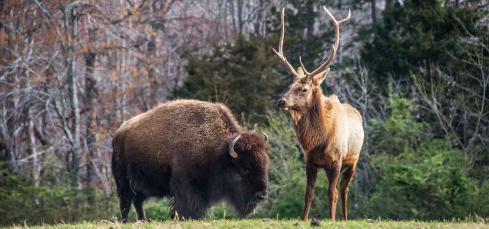 Bison and Elk at North Carolina Zoo
