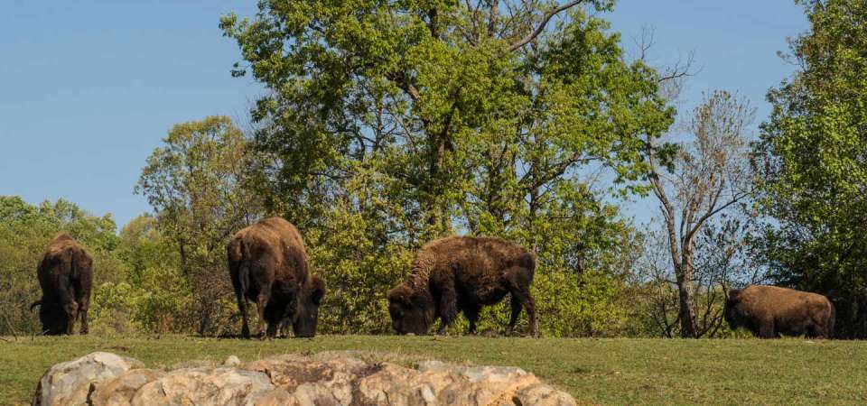 Four bison on prairie habitat