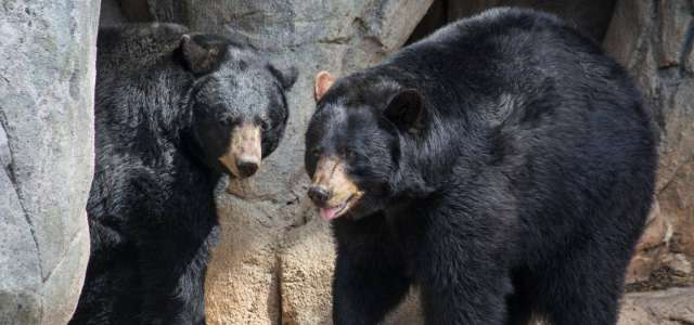 Black bear pair