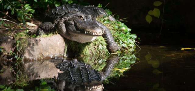Alligator at swamp edge