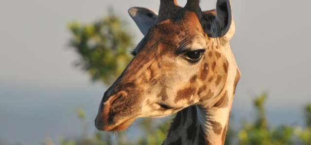 international giraffe conservation