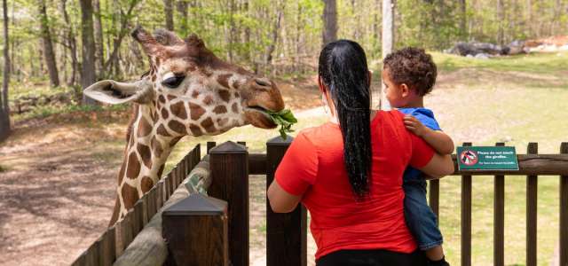 Mother and toddler son feeding a giraffe at the observation deck