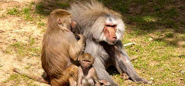 Baboon Mom Grooming Dad with Baby in front