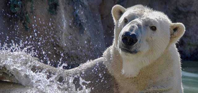 Polar Bear Payton